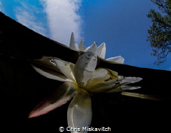 Water flower early morning by Chris Miskavitch 